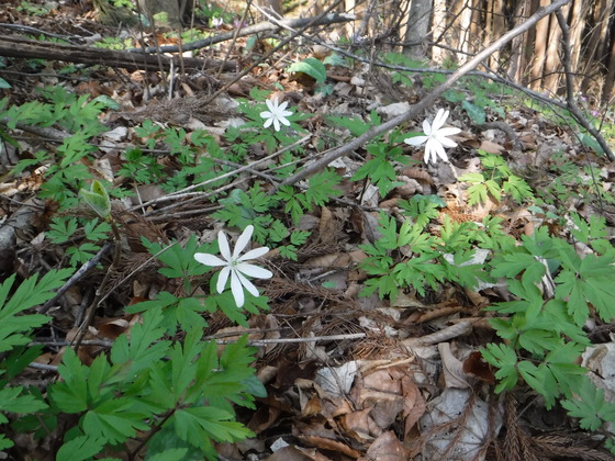 笹倉山hike