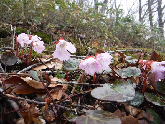 荒雄岳hike