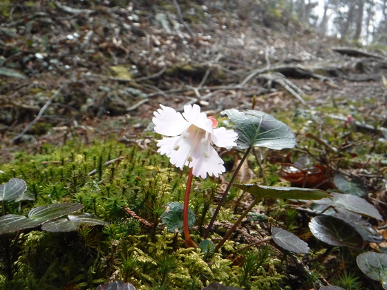 荒雄岳hike
