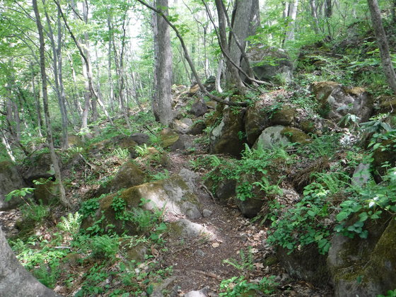 氾濫原hike