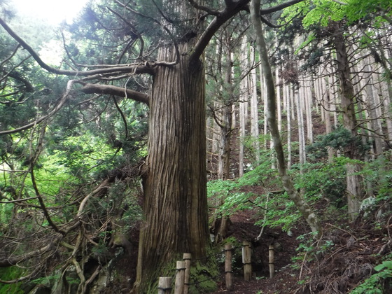 田束山hike