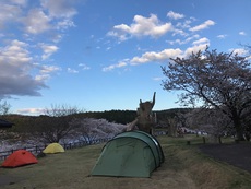 花見キャンプ２０１７