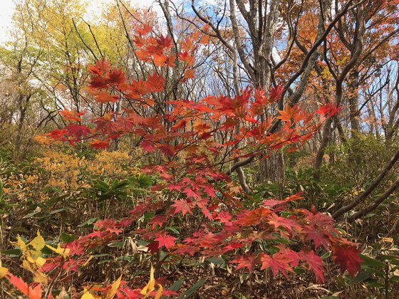 泉ヶ岳ハイク