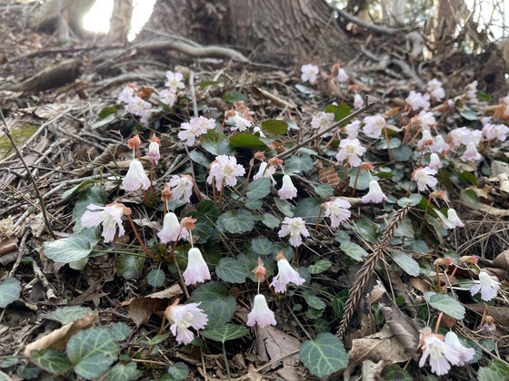 笹倉山hike