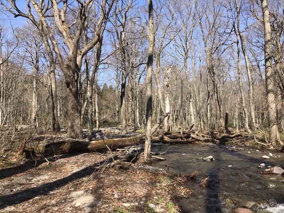 氾濫原(大倉山)hike