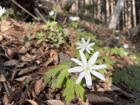 笹倉山hike