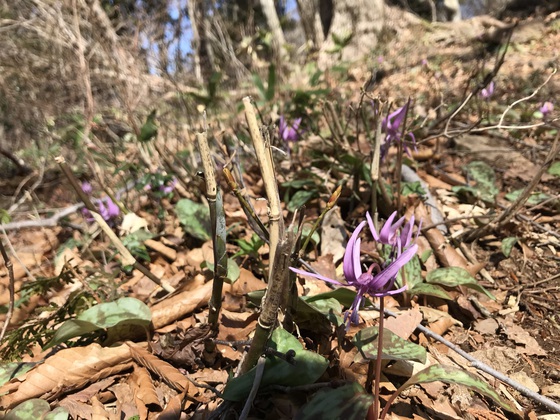 氾濫原(大倉山)hike
