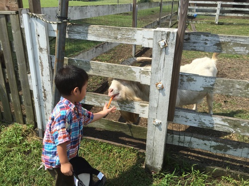 九州キャンプ③ 久住高原オートビレッジ