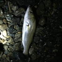 今宵もちょっとだけ雨後シーバス 2015/07/23 07:50:37
