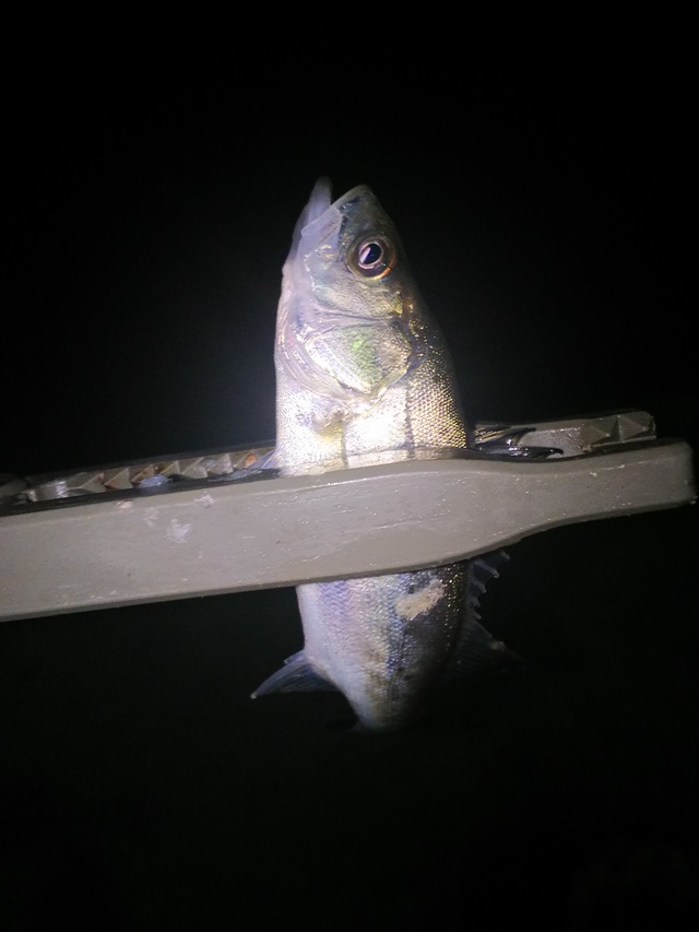 確認・・・
