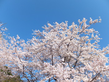 今頃？桜の記事！！