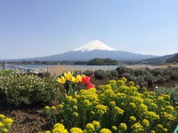 キャンプ後は、桜と富士山を求めて ぶらり