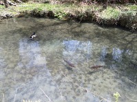 キャンプ場から、温泉と花を求めて