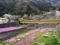 キャンプ場から、温泉と花を求めて