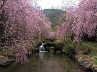 キャンプ場から、温泉と花を求めて