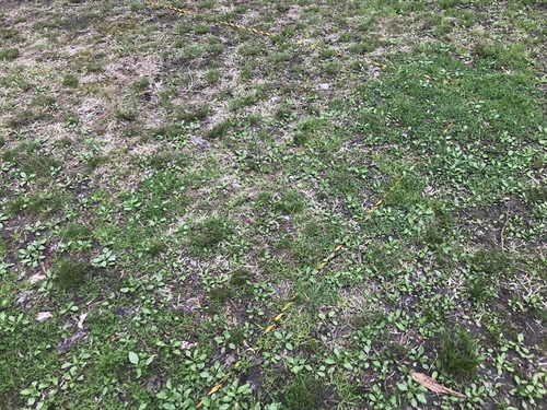 「ゆめの森公園キャンプ場」が有料化