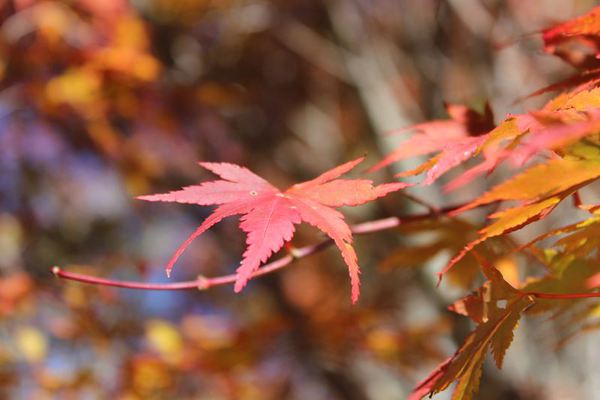 石鎚秋キャンプ（2日目）