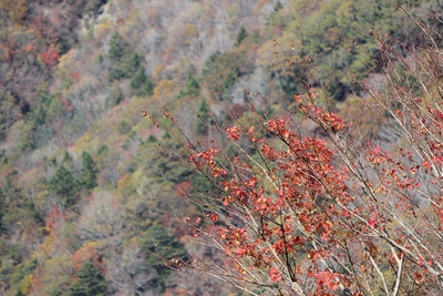 秋の剣山（紅葉編）