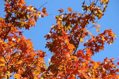 秋の剣山（紅葉編）