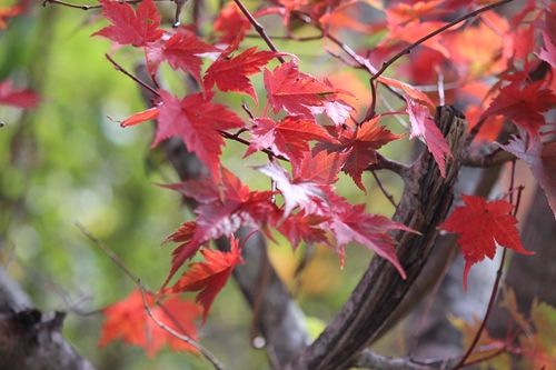 秋の剣山（紅葉編）