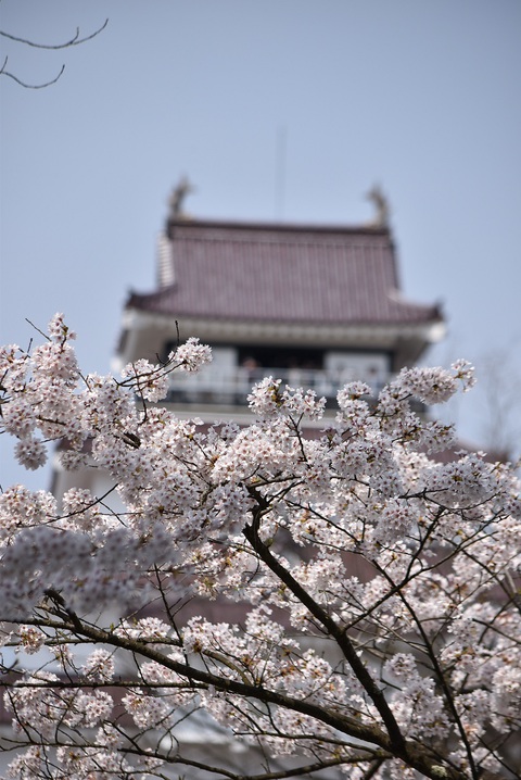 鶴ヶ城と三春の滝桜へ