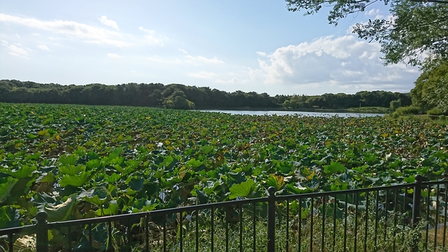 なにわのハイエース 大泉緑地公園