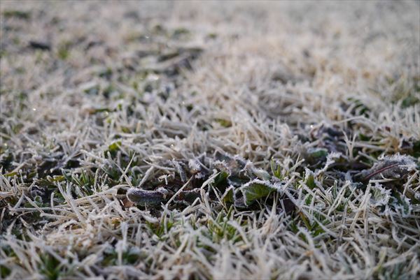 今年初のカントリーパーク大川へ。。。の続き