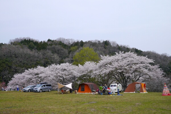 またまた花見キャンプっす。。。