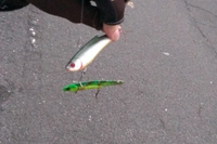 謎の鳥山、その正体や如何に！？　鱸！？青物！？まさかのフラット！？ 2015/11/08 21:12:23
