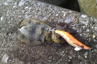 帰ってきた釣りモード。我、小物釣師也 2015/10/20 22:00:00