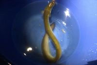 週末トップ釣行、貴重な一匹を取り逃す。と延長戦 2015/08/25 23:13:23