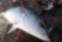 もしもビーキャス90Mに青物が掛かったら…新年初物いただきました 2016/01/07 22:20:00