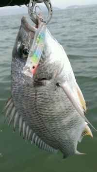 夏の釣り 2014/08/20 20:00:00