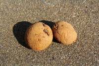じゃがいもの袋栽培