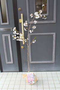 ２０年後の花見。