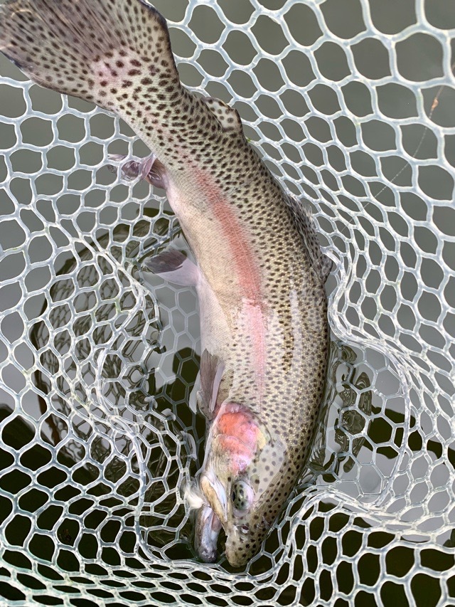 通天湖へマス釣りに行く