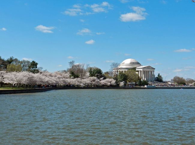 Washington,DCの桜が素晴らしい！
