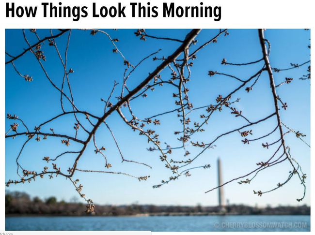 Washington,DC Cherry Blossom Peak Bloom Predictions