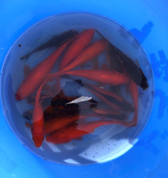久々の金魚釣りを楽しむ！