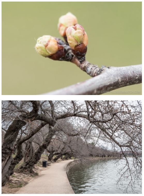 2018 Cherry Blossom Peak Bloom Forecasts!