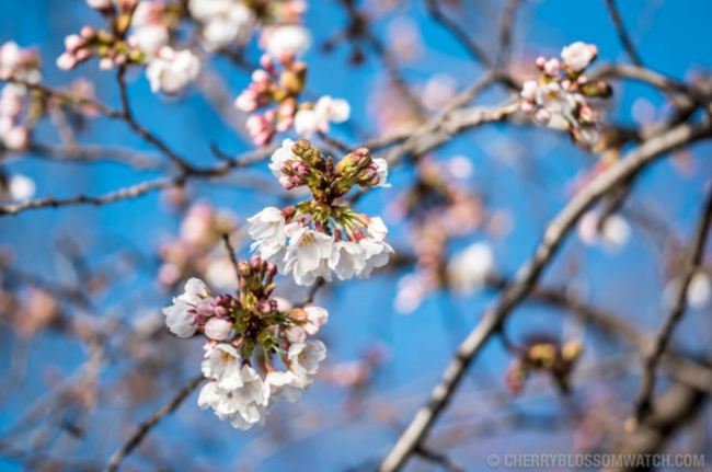 Washington,DC Cherry Blossom Peak Bloom Predictions