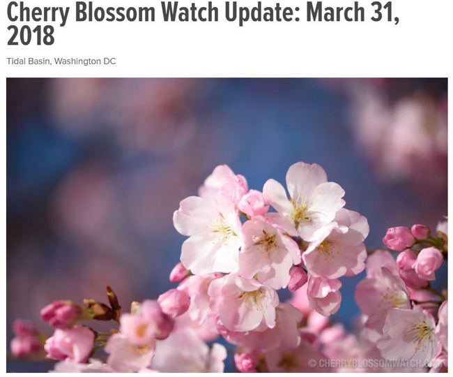 Cherry Blossom Watch Update: March 31, 2018