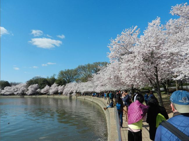 Washington,DCの桜が素晴らしい！