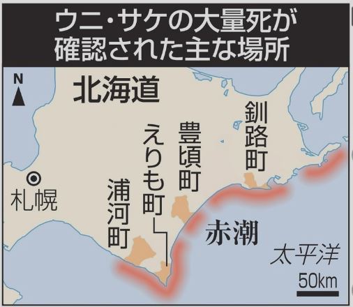 北海道で赤潮発生！ウニとサケ大量死！