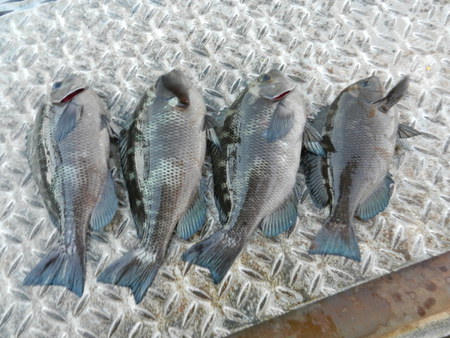 磯子　夏メジナ終了か！