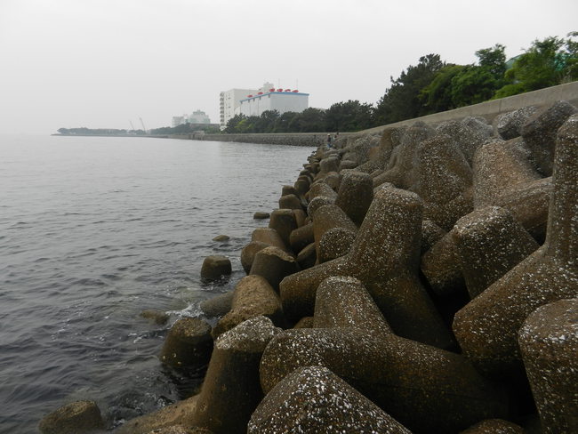 横浜 大黒埠頭 磯子 福浦 幸浦 気まぐれ釣り日記 幸浦 きれいな潮で回復 5 28 土