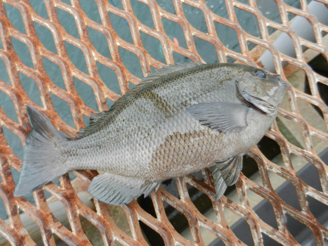 磯子_よれ潮 36cm