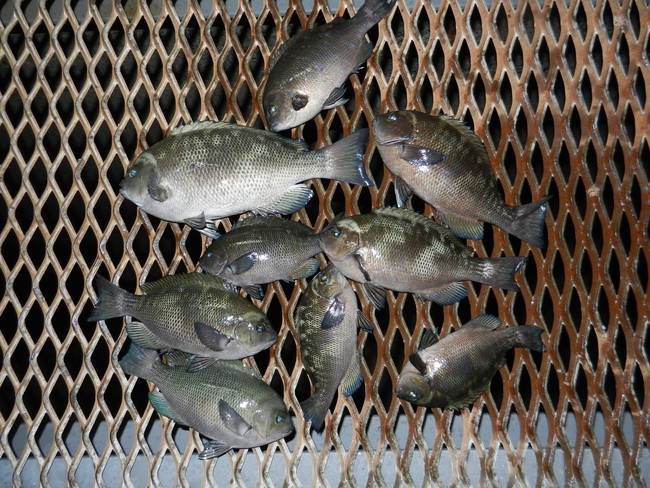 磯子_よれ潮 36cm