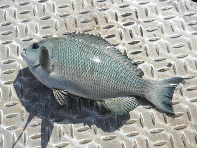 まだまだいけるぞ磯子_34ｃｍ