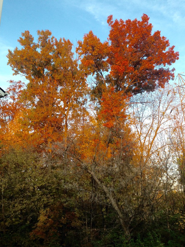 紅葉狩り！